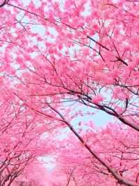 First Blossoms of Spring in Kawazu – A Pink Paradise on the Izu Peninsula