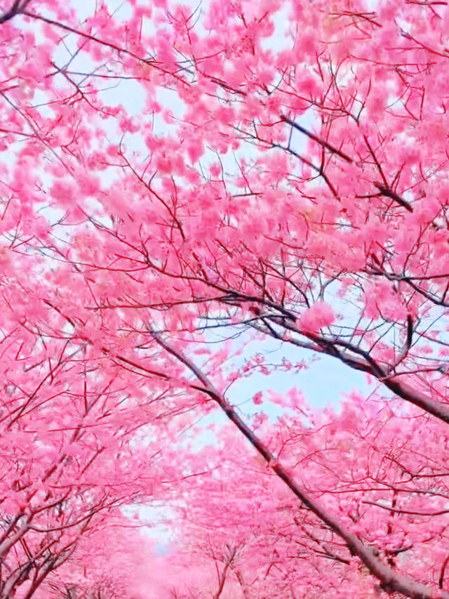 First Blossoms of Spring in Kawazu – A Pink Paradise on the Izu Peninsula