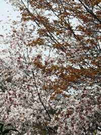 Matsuyama – Timeless Traditions in the Heart of Ehime