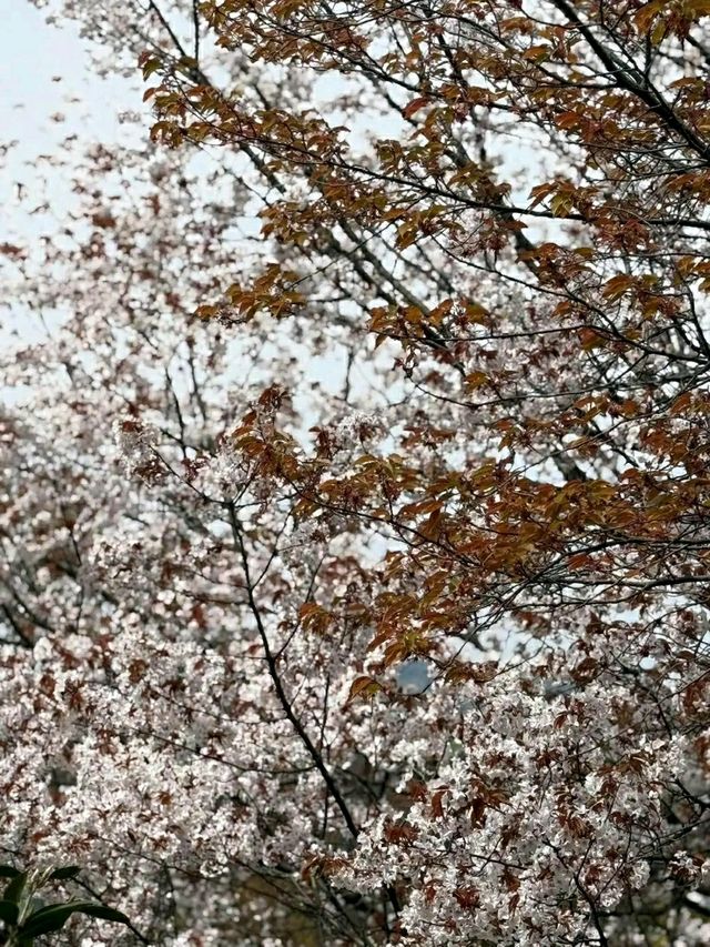 Matsuyama – Timeless Traditions in the Heart of Ehime
