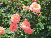 Nakanoshima Park – A Serene Oasis in the Heart of Osaka
