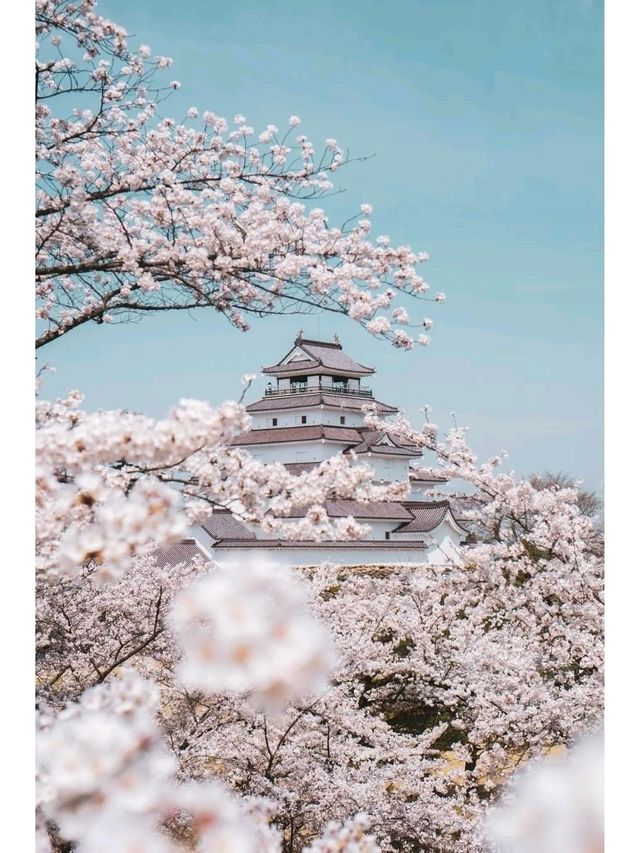 Tsuruga Castle – A Symbol of Samurai Resilience