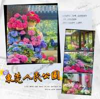 ～繡球花下～東莞人民公園～