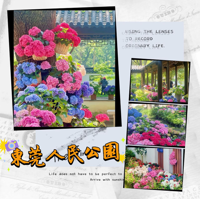 ～繡球花下～東莞人民公園～