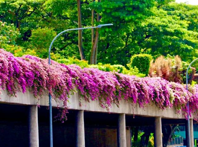 Singapore Gardens – Urban Oasis of Beauty and Innovation