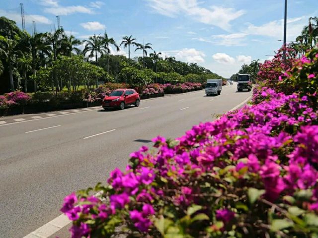 Singapore Gardens – Urban Oasis of Beauty and Innovation