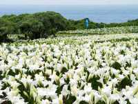 【沖縄県】海と100万輪のテッポウユリが絶景！「伊江島ゆり祭り」