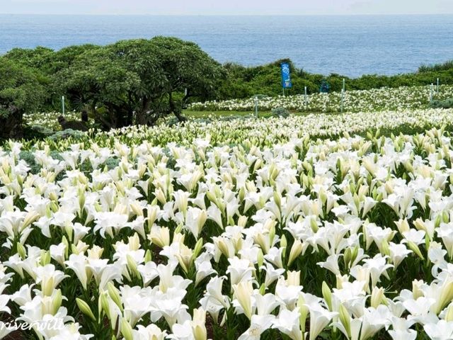 【沖縄県】海と100万輪のテッポウユリが絶景！「伊江島ゆり祭り」