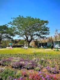 Bloom Overload at Khao Yai