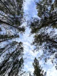 ป่าสนที่ไม่ต้องไปไกลถึงเชียงใหม่ 🌲