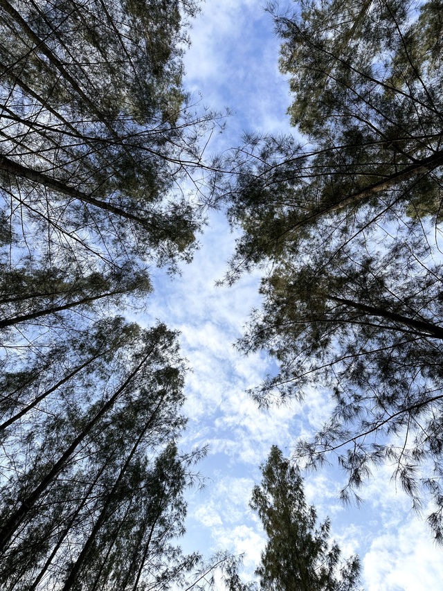 ป่าสนที่ไม่ต้องไปไกลถึงเชียงใหม่ 🌲