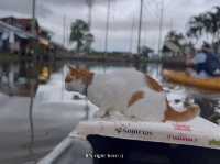 😻🐾พายเรือกับแมว พักผ่อนริมคลอง ใช้ชีวิตช้าๆ