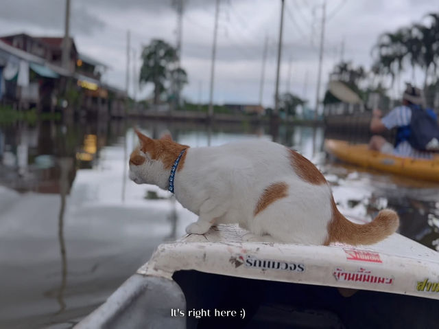 😻🐾พายเรือกับแมว พักผ่อนริมคลอง ใช้ชีวิตช้าๆ