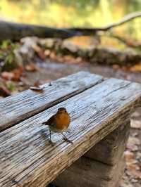 Chasing Waterfalls and Crystal Dreams in Plitvice
