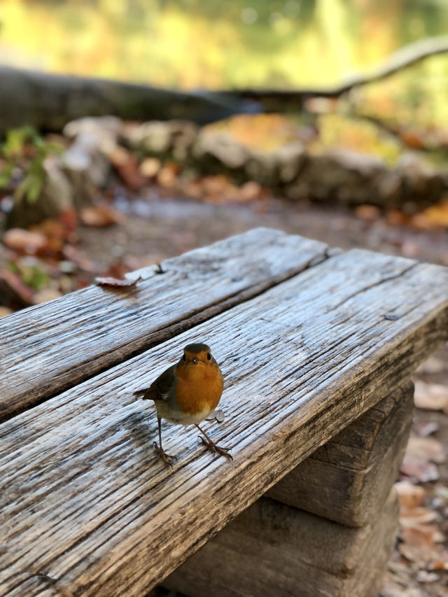 Chasing Waterfalls and Crystal Dreams in Plitvice