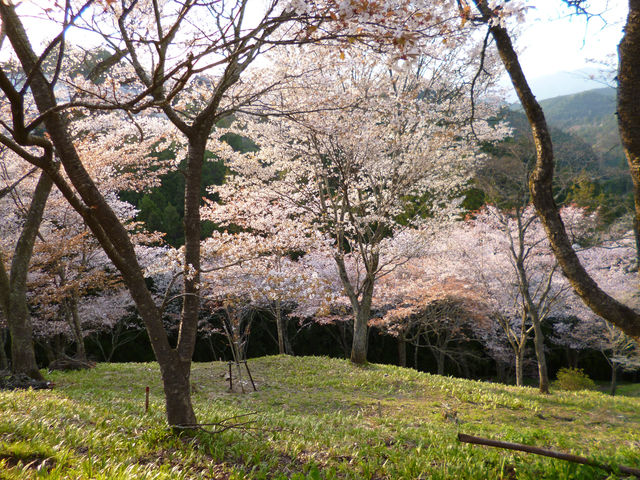 「日本さくら名所100選」にも選ばれている桜の名所