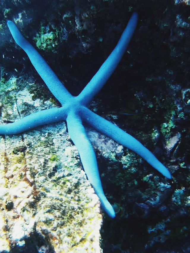 シミランの静けさに包まれて、自分だけの楽園時間を。🌴🐢💙