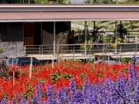 Lost in Lavender at Ying Yong Flower Garden