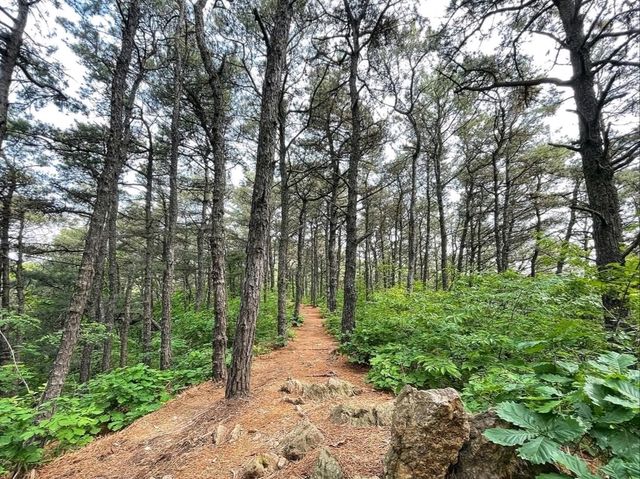 Forest Feels, Sweaty Climbs, and Major Main Character Energy