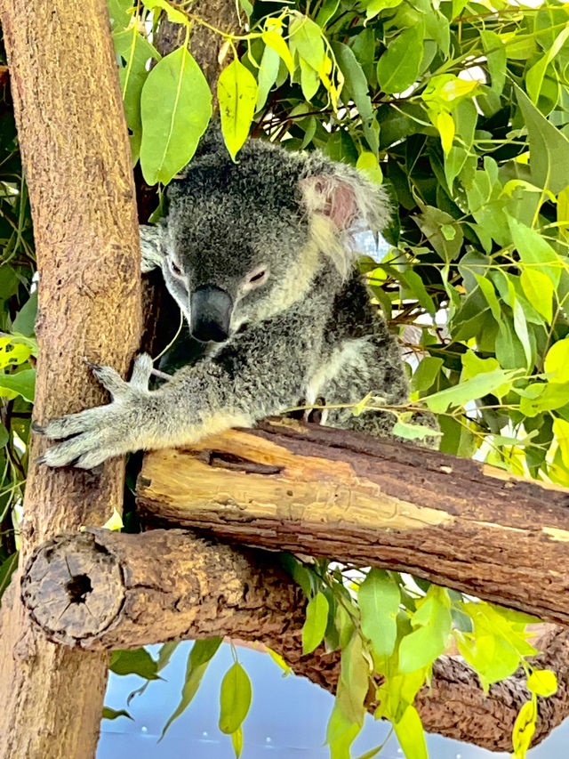キュランダコアラガーデンズ🐨