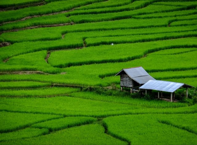 🌾นาขั้นบันได บ้านเวร จ.น่าน🌾
