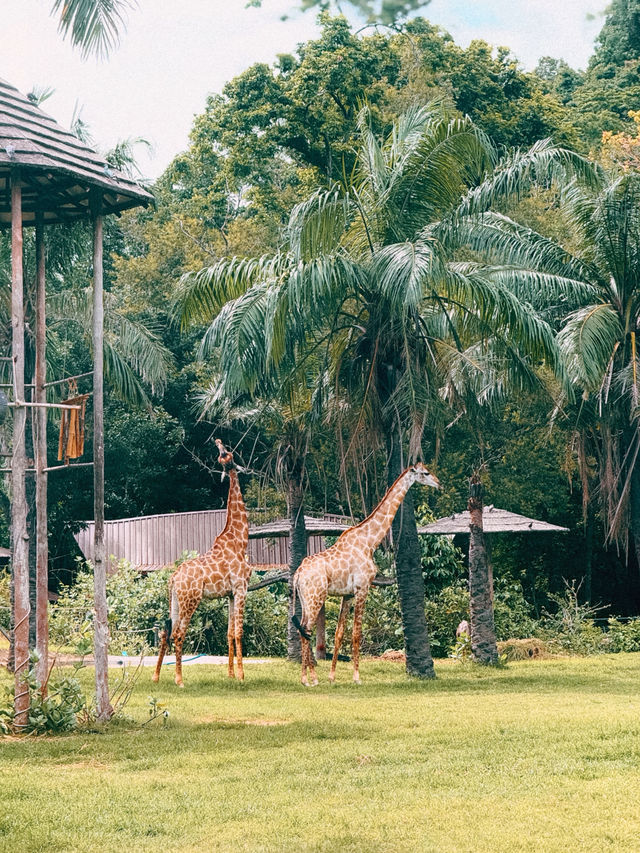 🌿🔥 走入野生奇蹟！綠山動物園大冒險！🌴🐘 🔥🌿