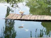 【中国・昆明 翠湖公園】緑と水に癒される昆明の「翠湖公園」
