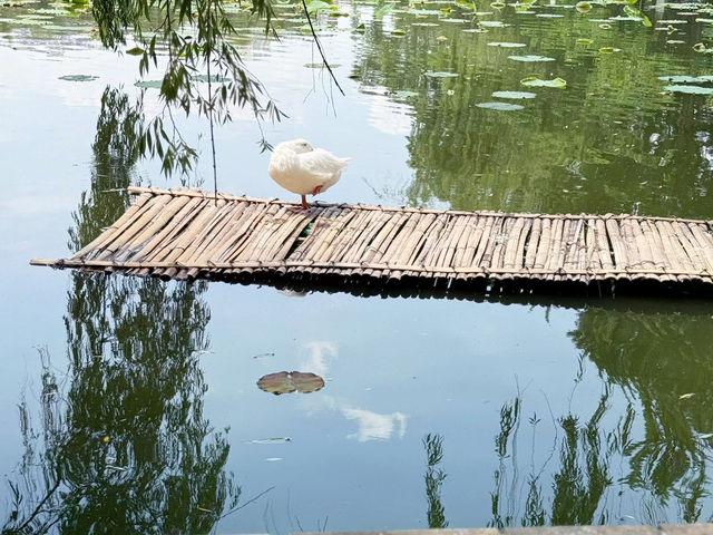 【中国・昆明 翠湖公園】緑と水に癒される昆明の「翠湖公園」