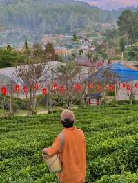 ไร่ชาลีไวน์ บ้านรักไทย 🏠🌱