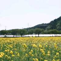 Canola Flower Festival Fun in Samcheok, Gangwon-do