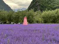   💜 Lavender Fields + Ancient Qiang Vibes at Yangliu Village