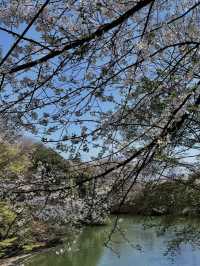 水濠に映る四季の彩り🌸 高岡古城公園で歴史と自然に癒される旅