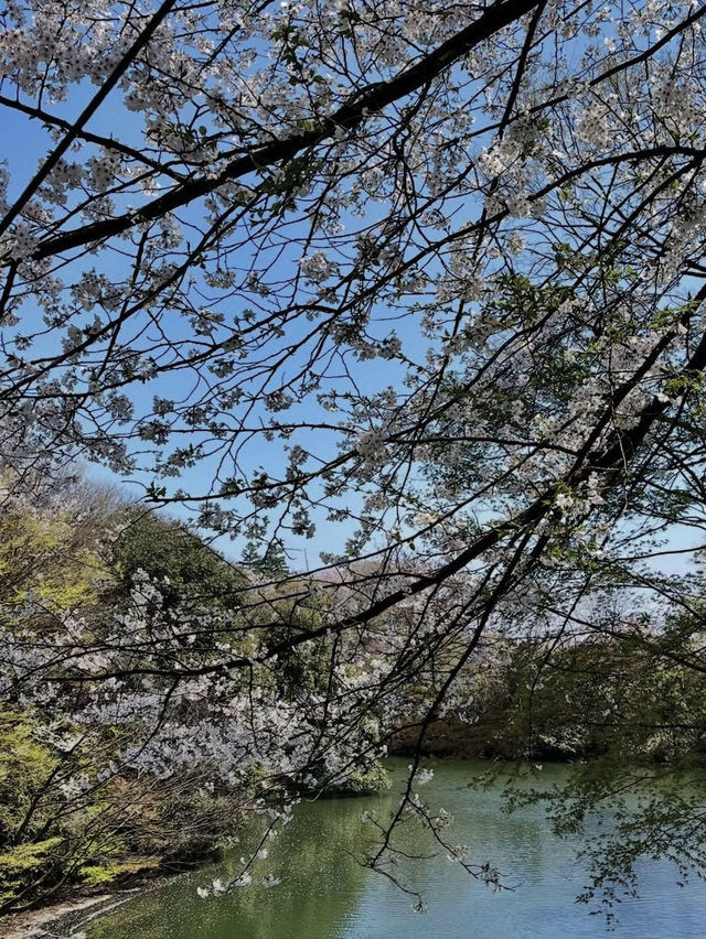 水濠に映る四季の彩り🌸 高岡古城公園で歴史と自然に癒される旅