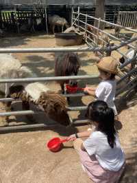 Kids friendly cafe and activity in Jeju