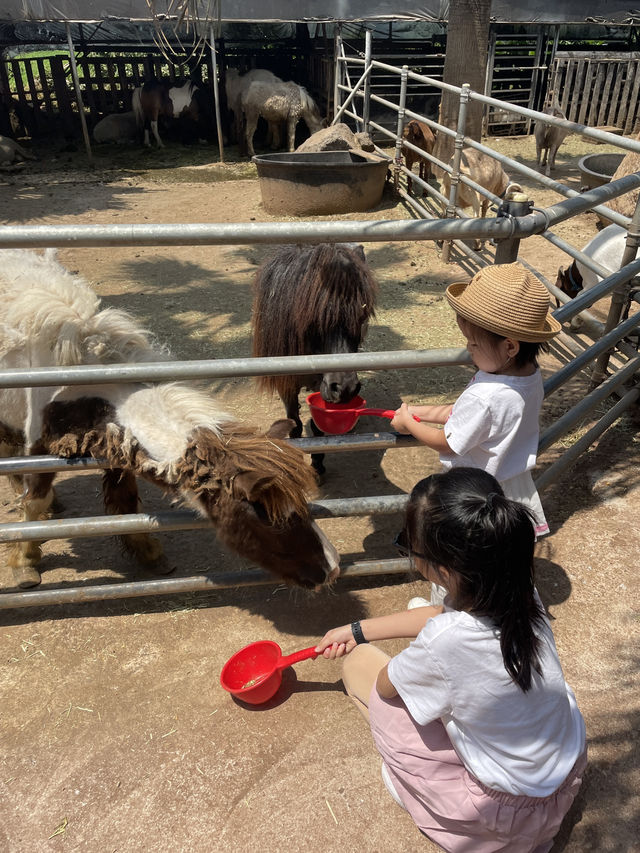 Kids friendly cafe and activity in Jeju
