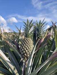 Sky Ladder Pineapple Farm, A Sweet Slice of Agro-Tourism in Port Dickson