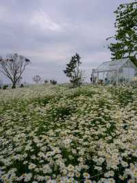 Flower-Filled Bliss in Hongseong