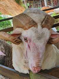 Sanctuary for the sheeps and lambs in Cameron Highlands