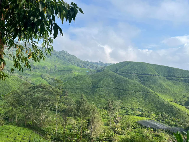 🌿 Highlands Escape at BOH Tea Plantation, Cameron Highlands