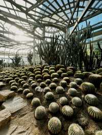 📸 Cactus Dreams: Xiamen’s Most Instagrammable Garden
