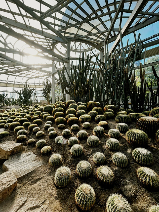 📸 Cactus Dreams: Xiamen’s Most Instagrammable Garden