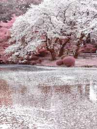 🌸東京櫻花季｜5大絕美賞櫻地全攻略 