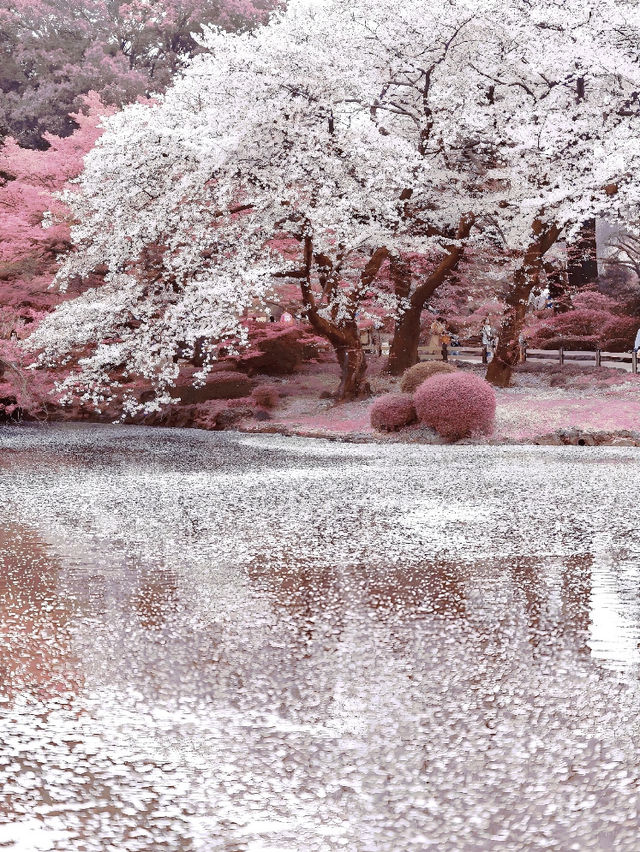 🌸東京櫻花季｜5大絕美賞櫻地全攻略 