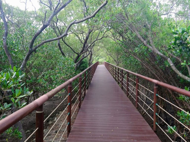 潮聲與蟹影：木棧道上的淡水紅樹林日常