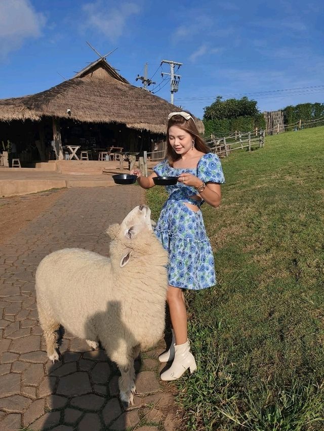 Akha FarmVille ดอยช้าง เชียงราย