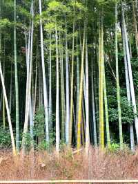 Calm Moments at Arashiyama Bamboo Grove