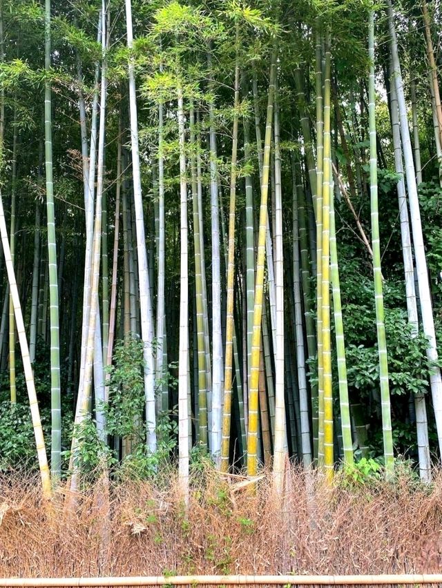 Calm Moments at Arashiyama Bamboo Grove