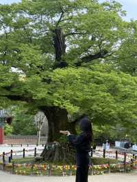 부안 당일치기 여행지로 딱인 내소사 🌳