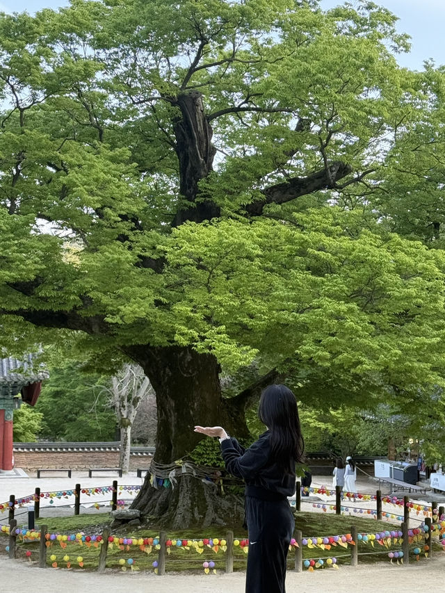 부안 당일치기 여행지로 딱인 내소사 🌳