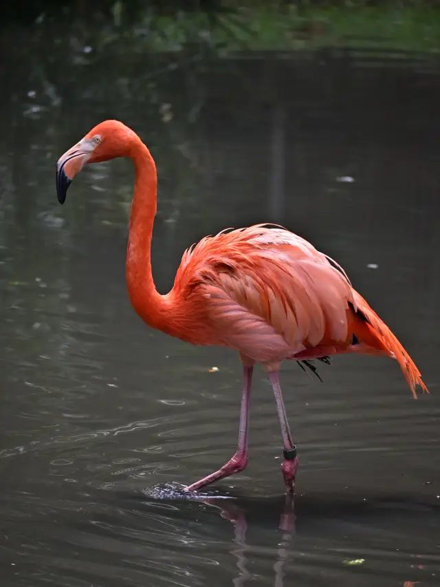 รู้หรือไม่? วันเกิดของคุณ = เข้าฟรีที่สวนสัตว์แห่งชาติ!